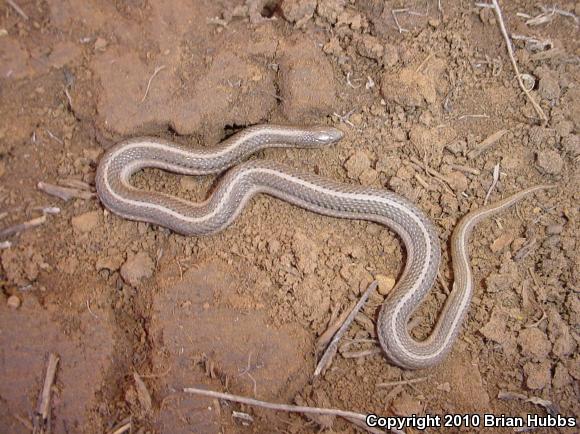 Lined Snake (Tropidoclonion lineatum)