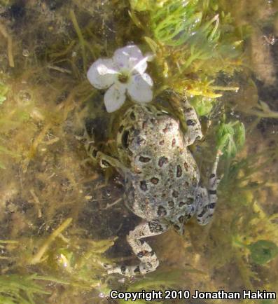 Southern California Toad (Anaxyrus boreas halophilus)