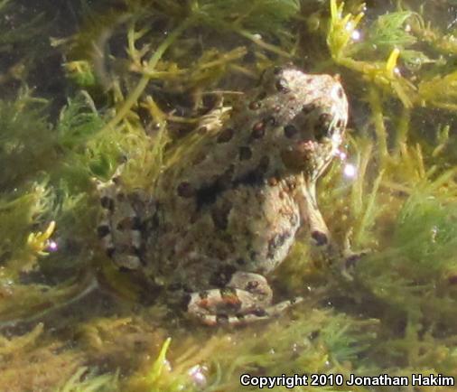 Southern California Toad (Anaxyrus boreas halophilus)