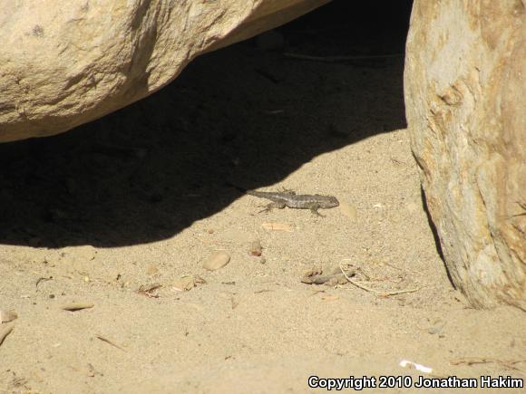 Coast Range Fence Lizard (Sceloporus occidentalis bocourtii)