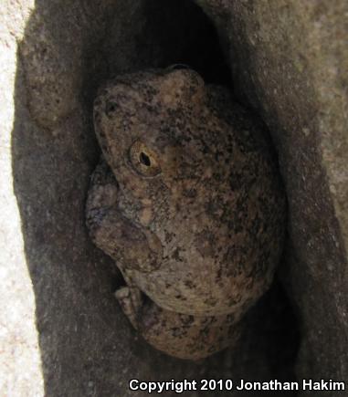 California Treefrog (Pseudacris cadaverina)