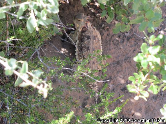 Blainville's Horned Lizard (Phrynosoma blainvillii)