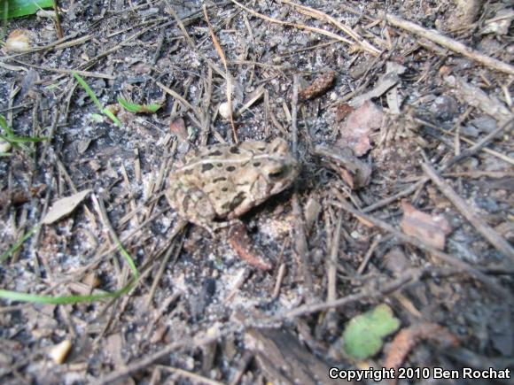 Fowler's Toad (Anaxyrus fowleri)