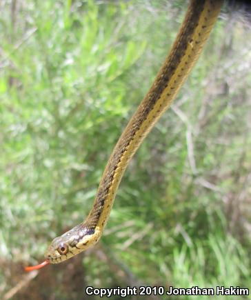 Two-striped Gartersnake (Thamnophis hammondii)