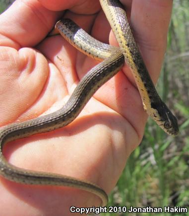 Two-striped Gartersnake (Thamnophis hammondii)