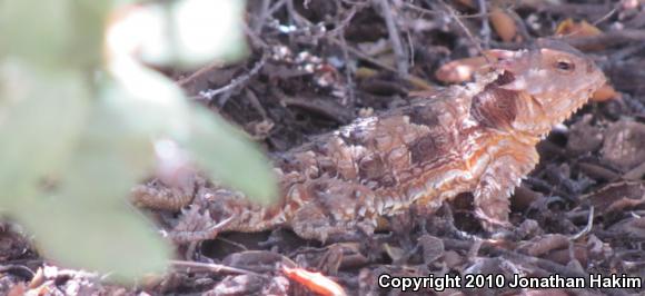 Blainville's Horned Lizard (Phrynosoma blainvillii)