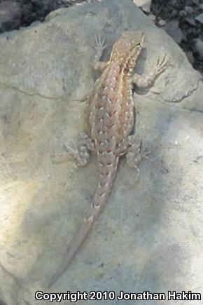 Western Side-blotched Lizard (Uta stansburiana elegans)