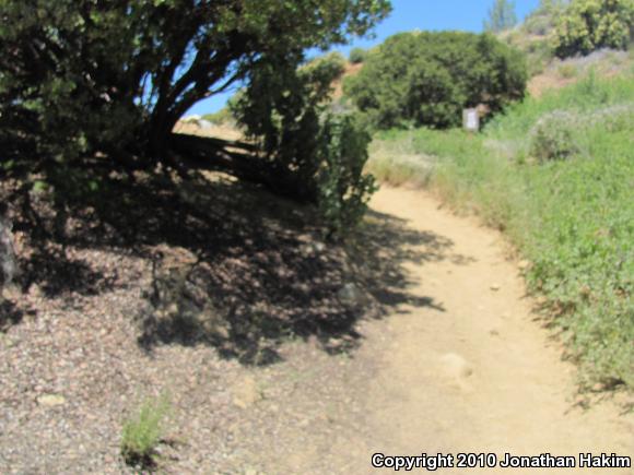 Western Side-blotched Lizard (Uta stansburiana elegans)