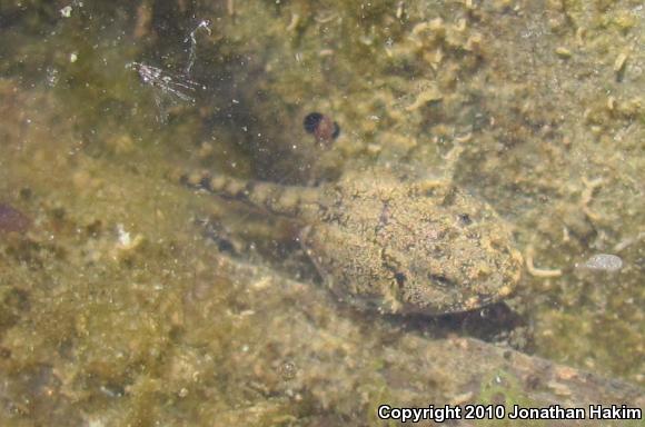 California Treefrog (Pseudacris cadaverina)