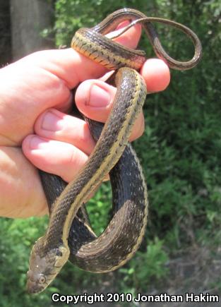 Two-striped Gartersnake (Thamnophis hammondii)