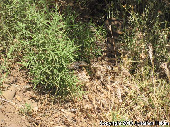 California Whiptail (Aspidoscelis tigris munda)