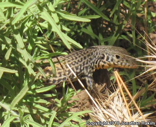 California Whiptail (Aspidoscelis tigris munda)