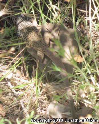 California Whiptail (Aspidoscelis tigris munda)