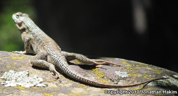 Coast Range Fence Lizard (Sceloporus occidentalis bocourtii)