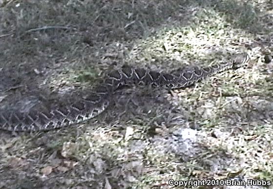 Eastern Diamond-backed Rattlesnake (Crotalus adamanteus)