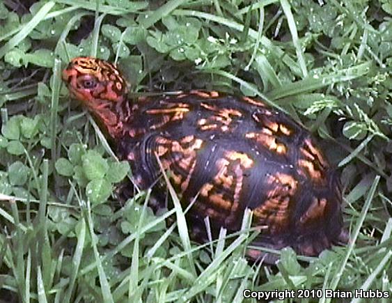 Eastern Box Turtle (Terrapene carolina carolina)