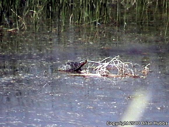 Western Painted Turtle (Chrysemys picta bellii)