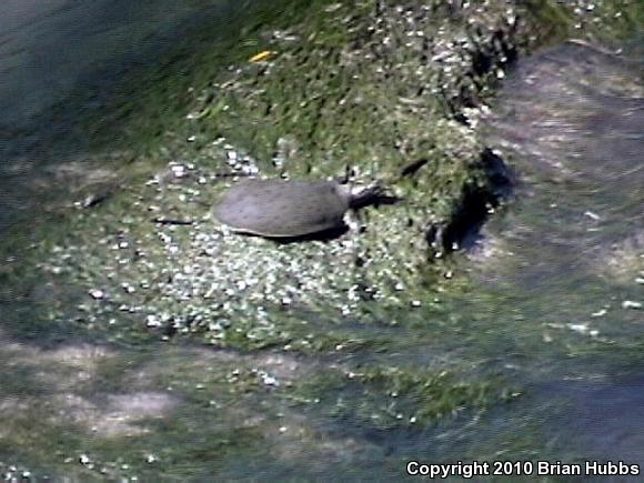 Western Spiny Softshell (Apalone spinifera hartwegi)