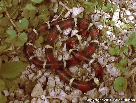 Scarlet Kingsnake (Lampropeltis triangulum elapsoides)