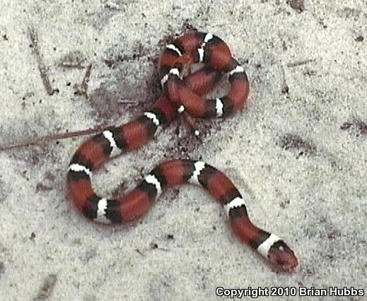 Scarlet Kingsnake (Lampropeltis triangulum elapsoides)