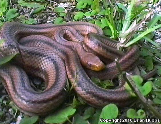 Yellow Ratsnake (Pantherophis obsoletus quadrivittatus)