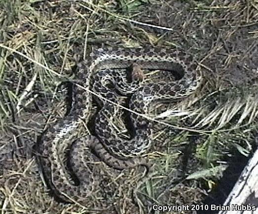 San Diego Gopher Snake (Pituophis catenifer annectens)