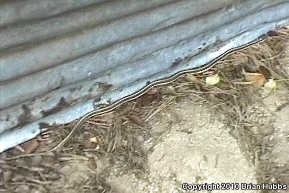 Mountain Gartersnake (Thamnophis elegans elegans)