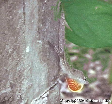 Cuban Brown Anole (Anolis sagrei sagrei)