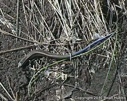 Greater Brown Skink (Plestiodon gilberti gilberti)