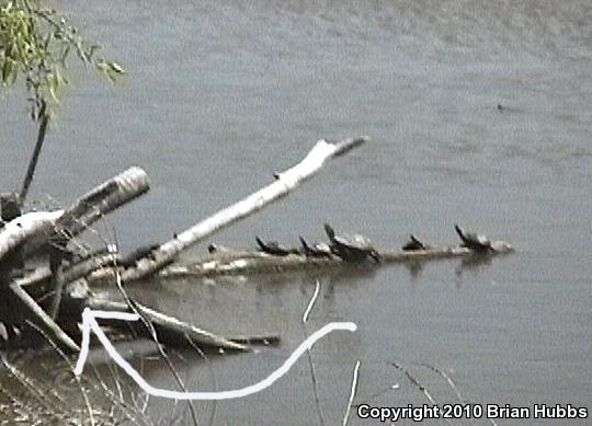 Northern Map Turtle (Graptemys geographica)