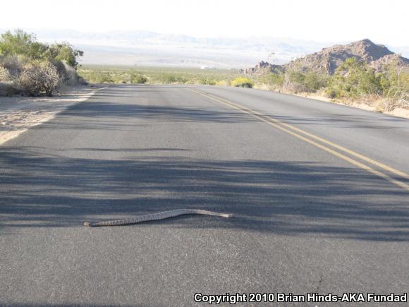 Southwestern Speckled Rattlesnake (Crotalus mitchellii pyrrhus)