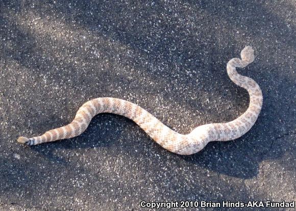 Southwestern Speckled Rattlesnake (Crotalus mitchellii pyrrhus)