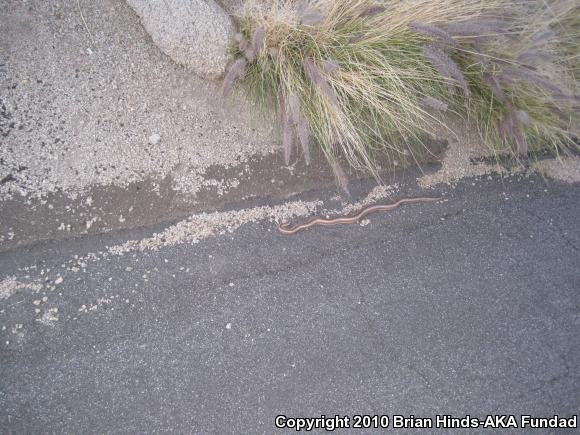 Desert Rosy Boa (Lichanura trivirgata gracia)