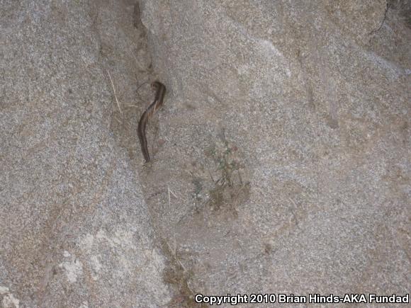 Desert Rosy Boa (Lichanura trivirgata gracia)