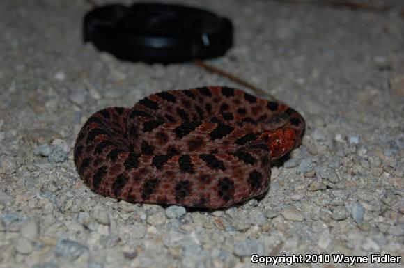 Carolina Pigmy Rattlesnake (Sistrurus miliarius miliarius)