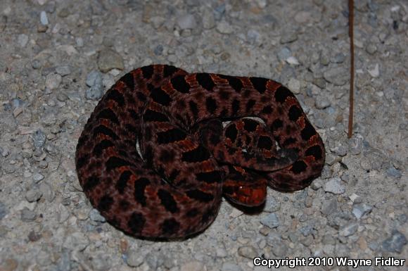 Carolina Pigmy Rattlesnake (Sistrurus miliarius miliarius)