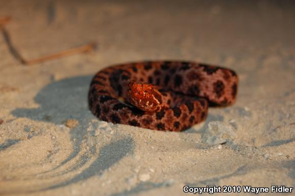 Carolina Pigmy Rattlesnake (Sistrurus miliarius miliarius)