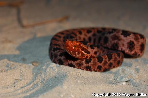 Carolina Pigmy Rattlesnake (Sistrurus miliarius miliarius)