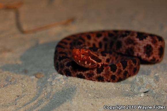 Carolina Pigmy Rattlesnake (Sistrurus miliarius miliarius)