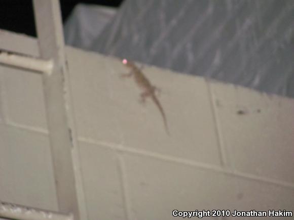 Ringed Wall Gecko (Tarentola annularis)