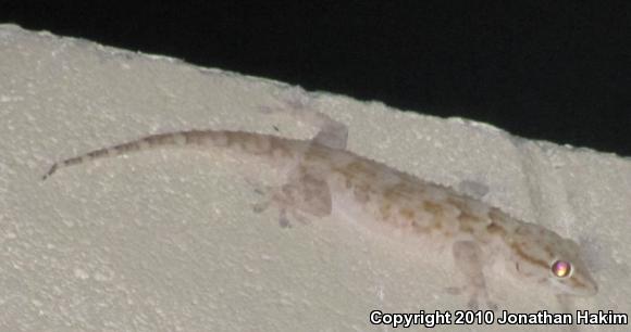 Ringed Wall Gecko (Tarentola annularis)