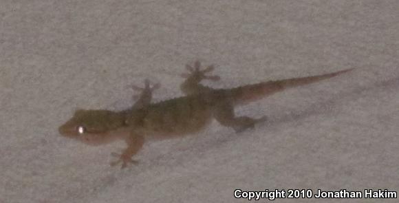 Ringed Wall Gecko (Tarentola annularis)