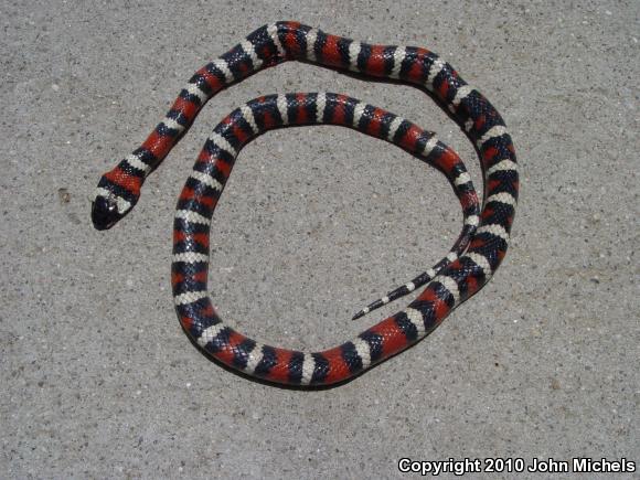 San Bernardino Mountain Kingsnake (Lampropeltis zonata parvirubra)