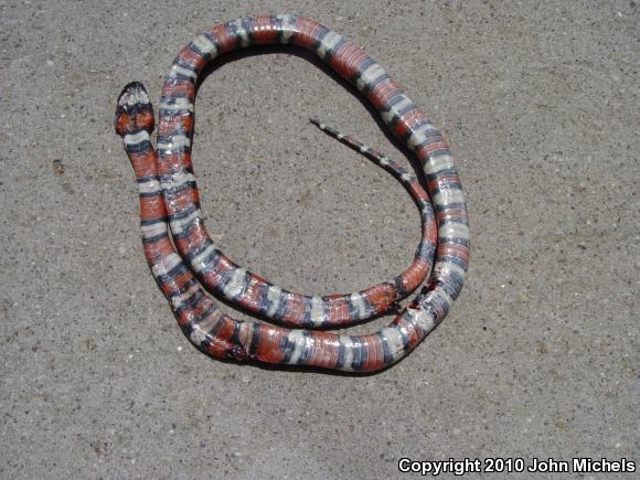 San Bernardino Mountain Kingsnake (Lampropeltis zonata parvirubra)