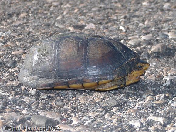 Northern White-lipped Mud Turtle (Kinosternon leucostomum leucostomum)