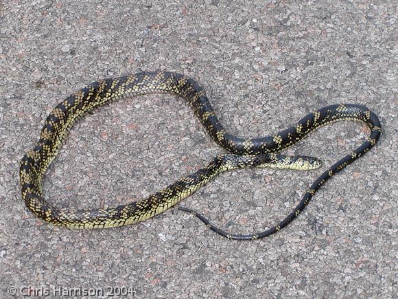 Tiger Tree Snake (Spilotes pullatus mexicanus)