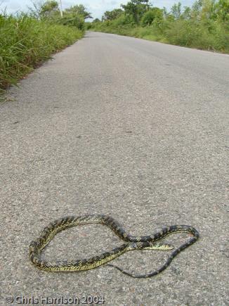 Tiger Tree Snake (Spilotes pullatus mexicanus)