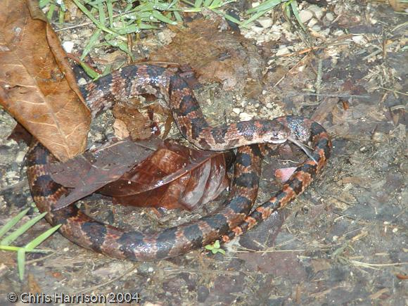 Blotched Hook-nosed Snake (Ficimia publia)