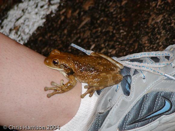 Veined Treefrog (Trachycephalus venulosus)