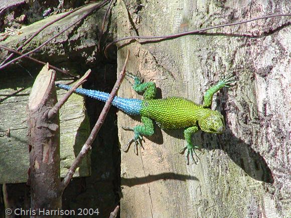 Hartweg's Emerald Spiny Lizard (Sceloporus taeniocnemis hartwegi)